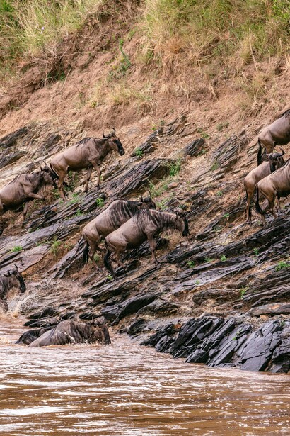 Wildebeest surfing out of the water