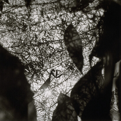 Larry Fink. Courtesy of DeCordova Sculpture Park and Museum