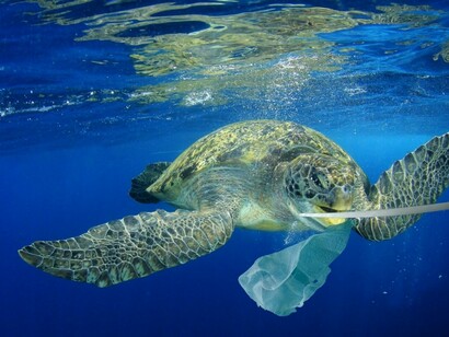 We must look beyond plastic straws and ban all single-use plastics, including plastic bags and bottles