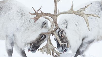 © Stefano Unterthiner, Wildlife Photographer of the Year