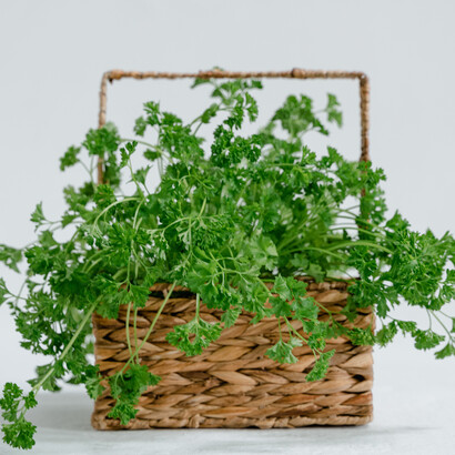 Cesta de folhas frescas de ervas verdes