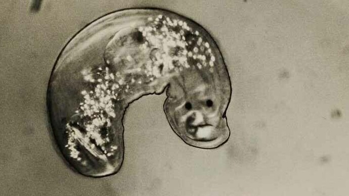 Roman VishniacSquid catching a herring, ca. 1950s. Digital ink jet print© Mara Vishniac Kohn Roman Vishniac Turbellaria, ca. 1950sDigital ink jet print© Mara Vishniac Kohn