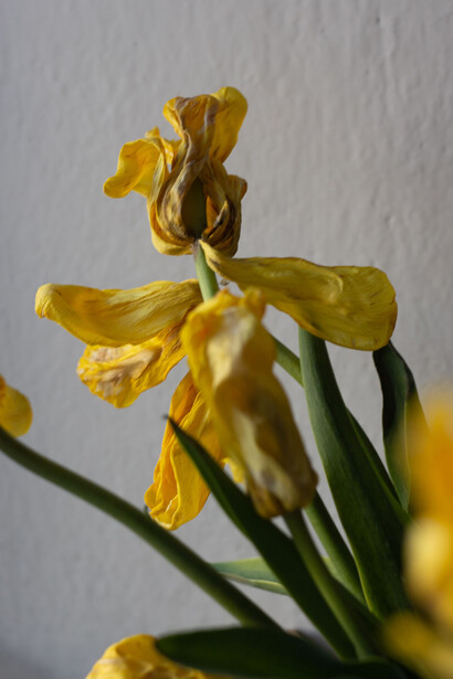 Artistic close-up of withered yellow tulips, highlighting the quiet beauty of decay and impermanence