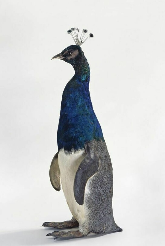 Thomas Grünfeld, misfit (penguin/peacock), © by DACS, London 2013, Photo: Lothar Schnepf