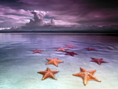 Stelle di mare
