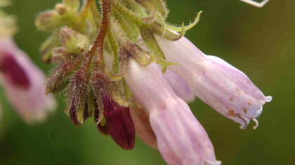Symphytum officinale