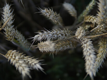It dates back to 9000 years ago the beginning of an aware selection of cereals 