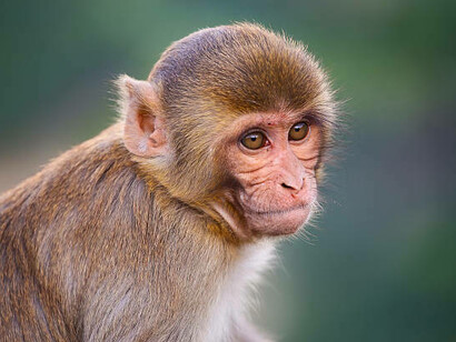 Hinde's interest in mother-infant interactions led to setting up a rhesus macaque colony at Madingley