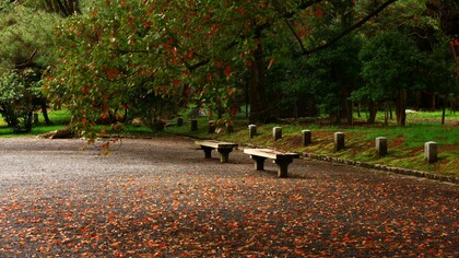 Benches in the park and leaves on the ground