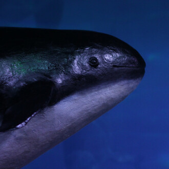 The Black Sea Diorama. Courtesy of National Museum of Natural History