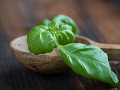 Basilico