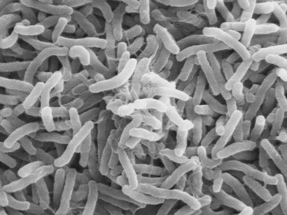 Bacteria ubiquitous, mostly free-living organisms often consisting of one biological cell