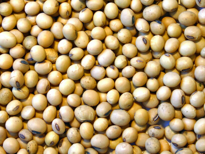 Asociada cada vez más al maíz, la soja ha arrinconado el cultivo de semillas locales en grandes áreas agrarias