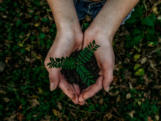 Uno studio pubblicato su New Phytologist evidenzia come la fertilità delle piante possa essere più vulnerabile al riscaldamento climatico rispetto alla crescita e alla sopravvivenza degli individui