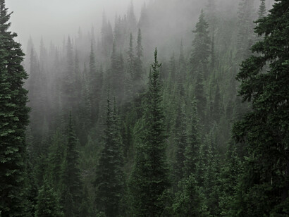 A calm, foggy pine forest