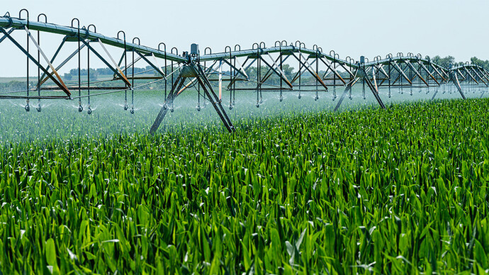 Plantação de soja. O assunto organismos geneticamente modificados (OGM) já não está mais tão presente nas discussões sobre segurança alimentar