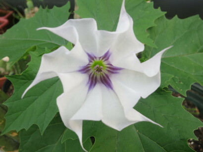 Datura stramonium