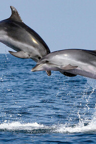 Los delfines (Delphinidae), llamados también delfines oceánicos para distinguirlos de los platanistoideos o delfines de río, son mamíferos de una familia de cetáceos odontocetos muy heterogénea