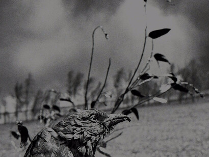 Sebastião Salgado. Courtesy of Robert Klein Gallery