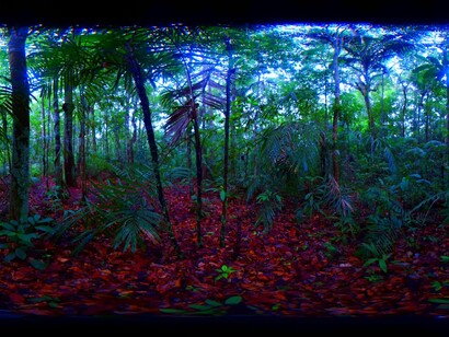 A mi amigo Héctor le vendría de perlas otro huracán para bajarle los humos. La selva amazónica, zona de bosque inundado denominada "tierra inundada" por las crecidas y las sequías del río Amazonas, Brasil