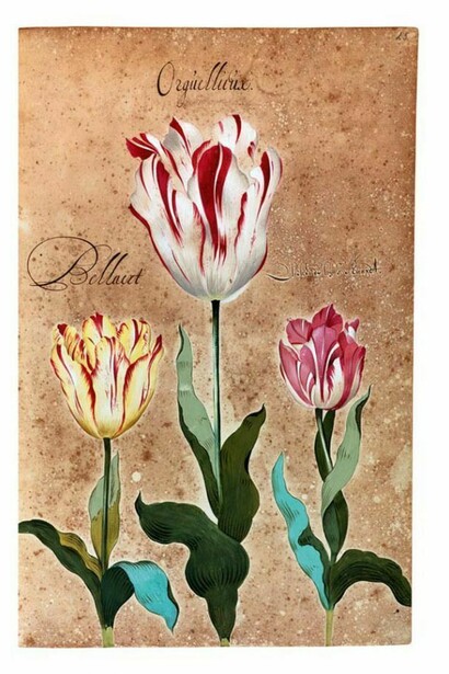 Hortus Amoenissimus, painted by Franciscus De Geest and published in 1668