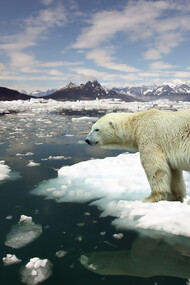 A polar bear affected by global warming, alone by the water in a cold Arctic setting