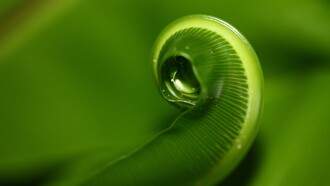 La sezione aurea ricorre spesso in natura come principio di equilibrio e armonia, visibile nella crescita di piante, conchiglie e forme biologiche