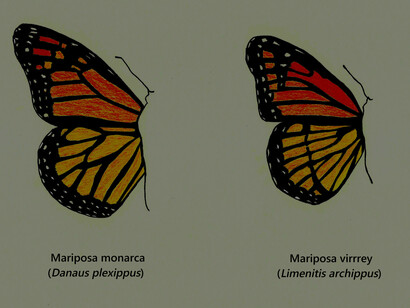 Mariposa monarca y mariposa virrey frente a frente