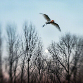 Aves. Courtesy of Galerie Claude Samuel