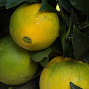 Wolfgang Tillmans. Courtesy of Carré d’Art