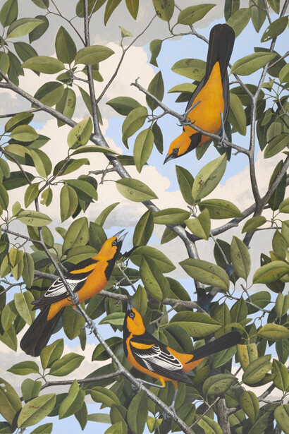 Lichtenstein's Oriole
Stuart Gentling (1942–2006) Scott Gentling (1942–2011)