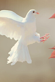 Peace: reflections on how to achieve peace are missing from official European statements