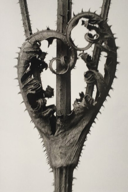 Karl Blossfeldt. Courtesy of Museo Thyssen-Bornemisza