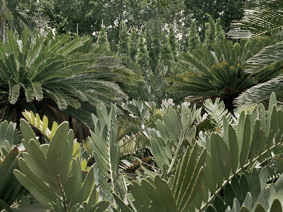 As They Grow Older And Wiser, 2016-ongoing, archival dye-sublimation on polyester, 200 x 250 cm