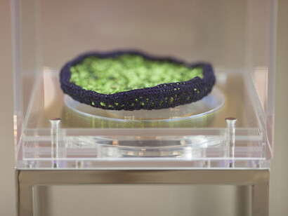 Vitórias Régias para Rio Cocó (Victoria amazonica lily pads for River Cocó)