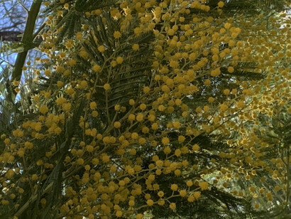 Acacia dealbata