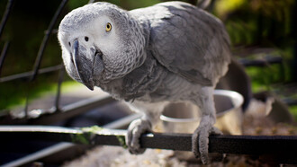 Without a shadow of a doubt, it can be said that all animals possess the property of consciousness