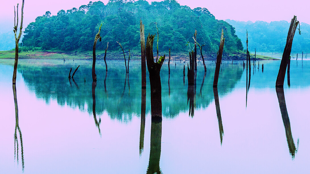 Irena Anna Sowinska, Forgotten Forest, 17” x 23.5”, Digital Photograph on Fine Art Paper, Courtesy of Agora Gallery