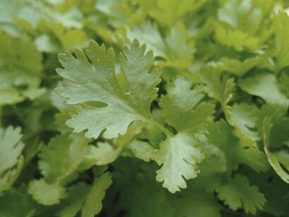 Dalle foglie di prezzemolo, tritate con veriuto o vino bianco si ottiene una salsa verde che si consuma con i cibi arrostiti
