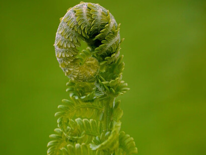 A new fern branch unfurling