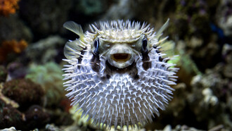 Pez globo: bajo esta denominación se incluyen decenas de especies diferentes que incluyen al 'mataperrita' venezolano y al fugu japonés