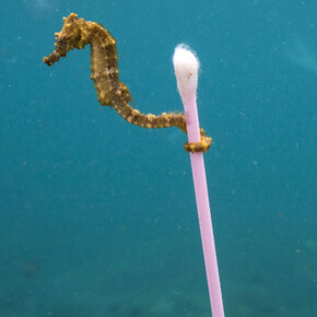 Wildlife Photographer of the Year. Courtesy of ROM 