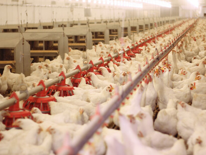 Un allevamento di galline