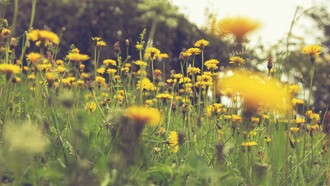 Un campo de flores, como en el recuerdo más alegre de la infancia de Doña Flor