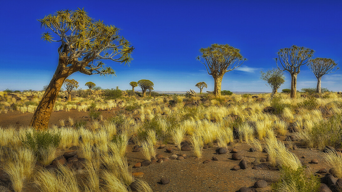 Namibia – La savana con i caratteristici alberi di Aloe Dichotoma. Ph Sergio Pessolano