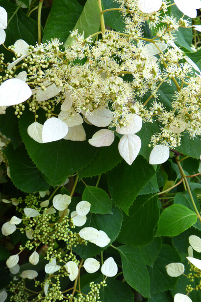 Schizophragma hydrangeoides