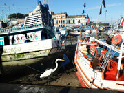 Flota de barcos de pesca varados en el puerto del mercado de Belém do Pará. Boca del Amazonas, Brasil. Foto de Karen Brewer
