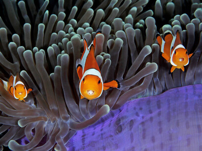 Wildlife Photographer of the Year. Courtesy of Royal BC Museum
