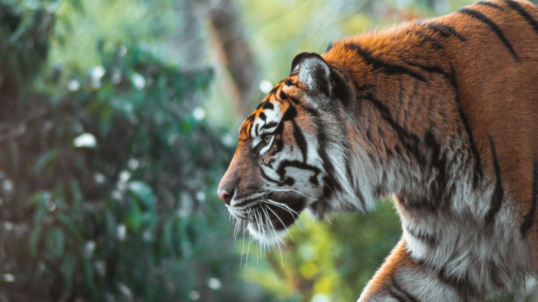 No one certainly wants to be “tiger kinged”