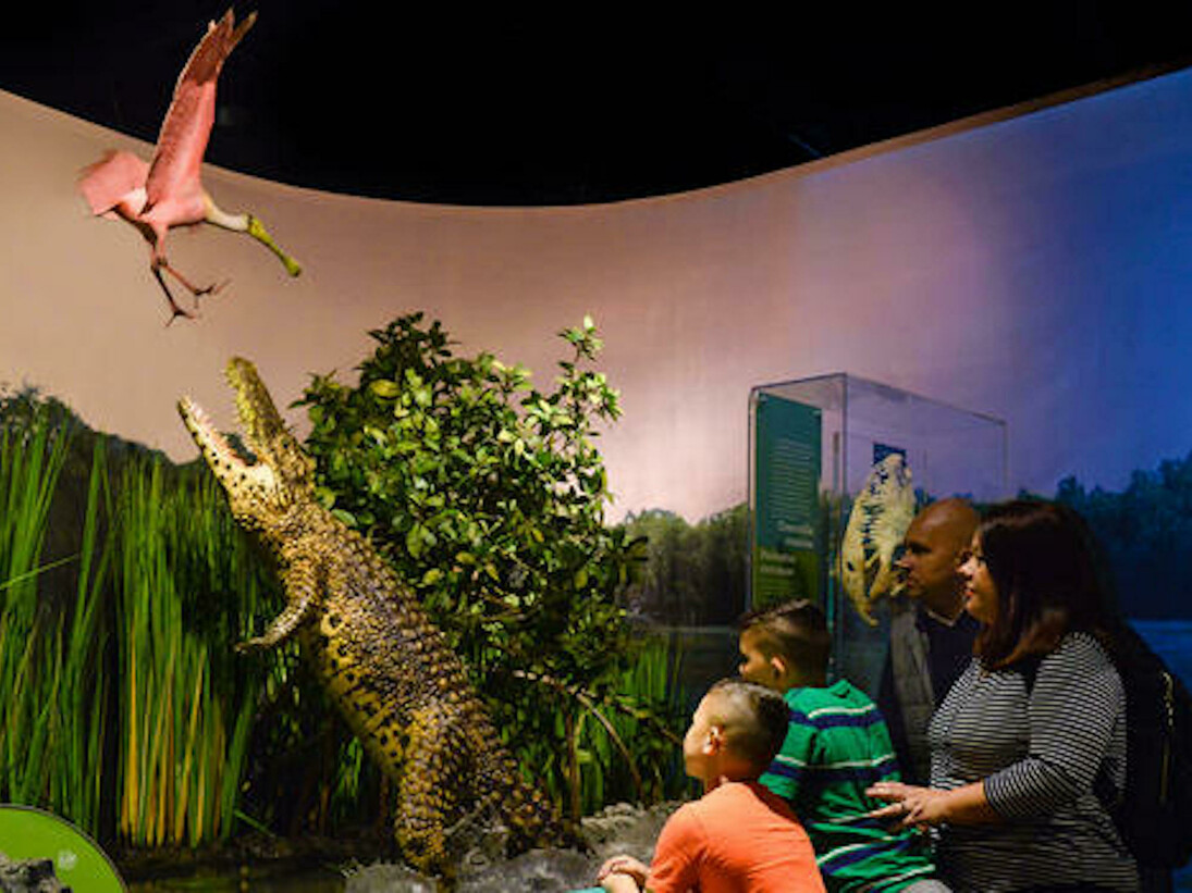 Welcome to Cuba. Courtesy of American Museum of Natural History